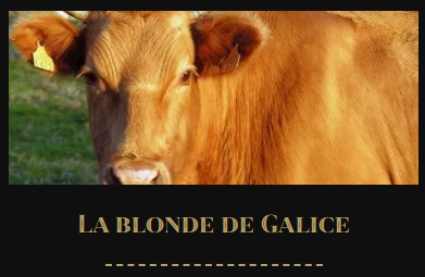 La Blonde de Galice : une race de viande au goût authentique à découvrir à Saint-Raphaël